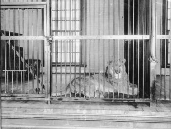 Caged Lion